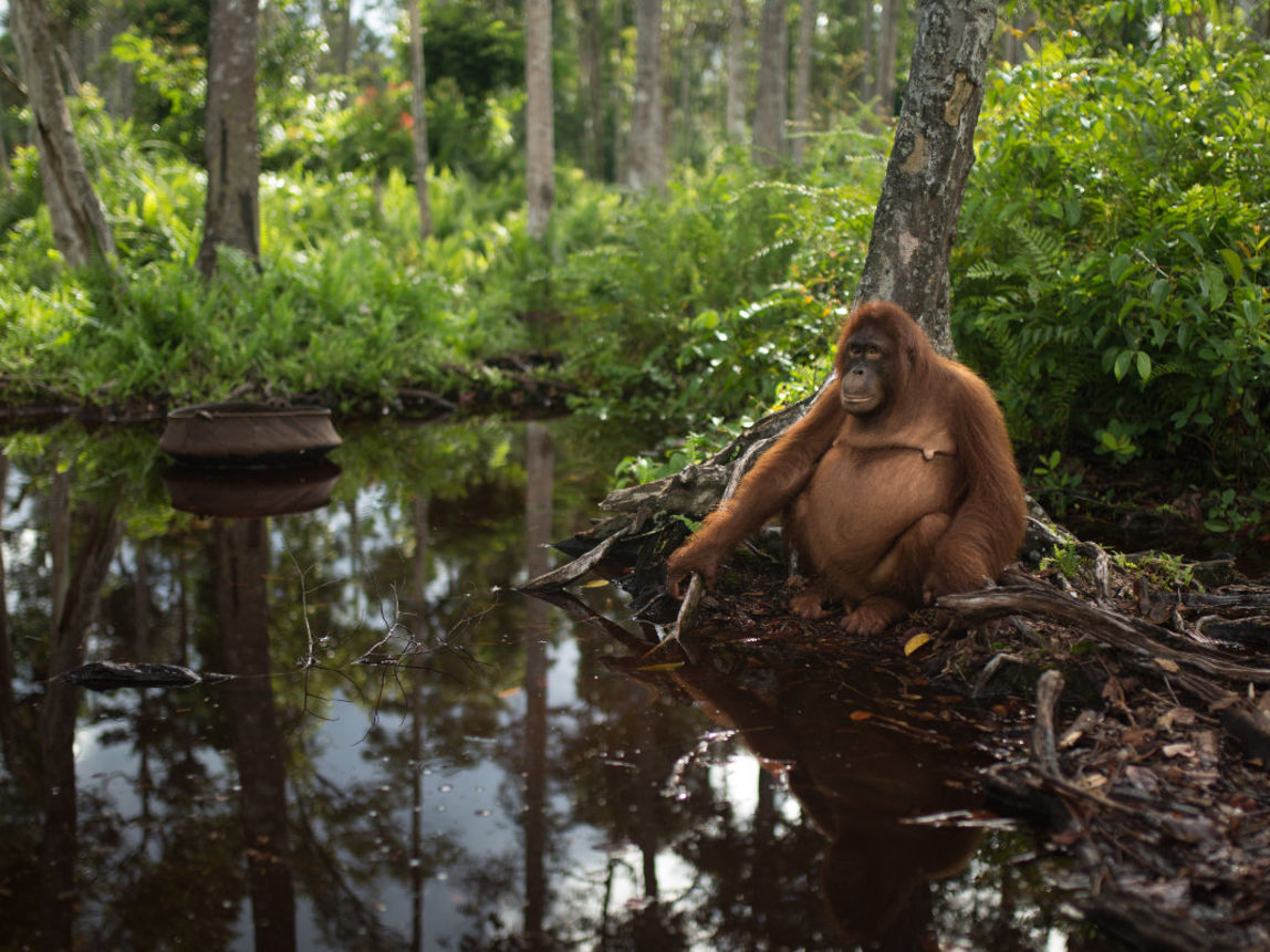 Orang-Utan am Wasser im BOS-Schutzzentrum Nyaru Menteng. 