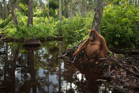 Orang-Utan am Wasser im BOS-Schutzzentrum Nyaru Menteng. 