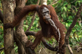 Orang-Utan am Wasser im BOS-Schutzzentrum Nyaru Menteng. 