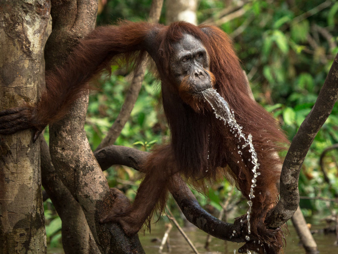 Orang-Utan am Wasser im BOS-Schutzzentrum Nyaru Menteng. 