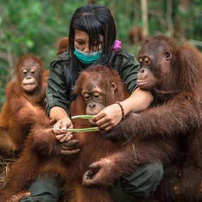 Orang-Utans in der Waldschule im BOS-Schutzzentrum Nyaru Menteng.