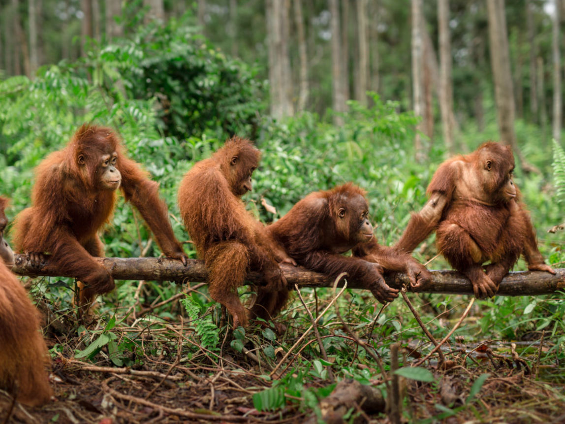 Orang-Utans in der Waldschule im BOS-Schutzzentrum Nyaru Menteng. 