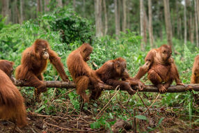 Orang-Utans in der Waldschule im BOS-Schutzzentrum Nyaru Menteng. 