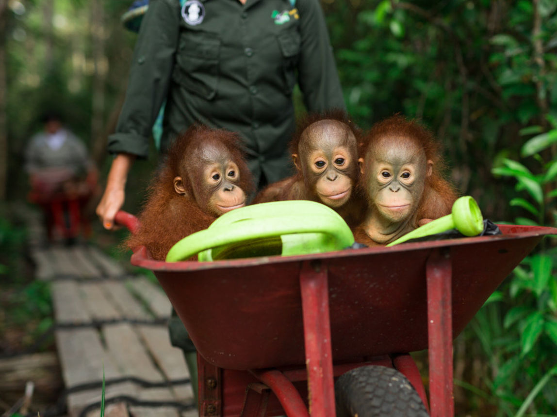 Orang-Utans im Waldkindergarten im BOS-Schutzzentrum Nyaru Menteng. 