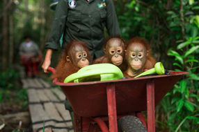 Orang-Utans im Waldkindergarten im BOS-Schutzzentrum Nyaru Menteng. 