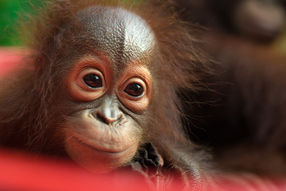 Verwaister Orang-Utan im BOS-Rettungszentrum Nyaru Menteng.