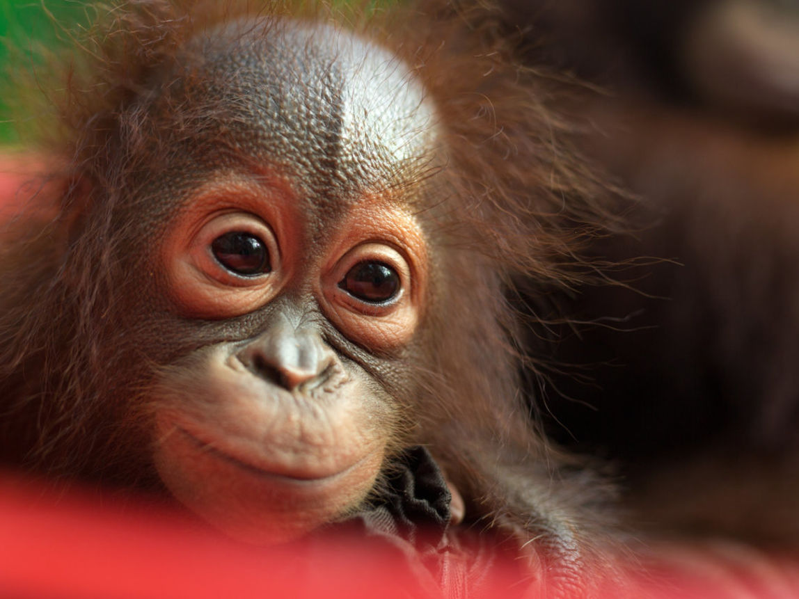 Verwaister Orang-Utan im BOS-Rettungszentrum Nyaru Menteng.