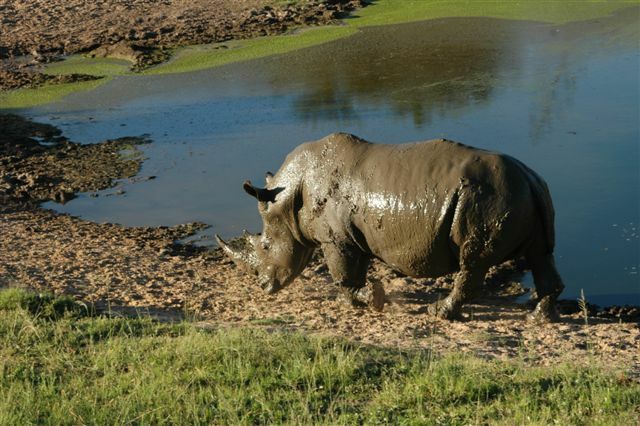 Ein Nashorn an einem Wasserloch